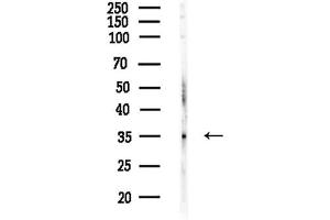 anti-Dystrobrevin Binding Protein 1 (DTNBP1) (C-Term) antibody