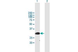 Western Blot analysis of SFRS1 expression in transfected 293T cell line by SFRS1 MaxPab polyclonal antibody. (SRSF1 Antikörper  (AA 1-248))
