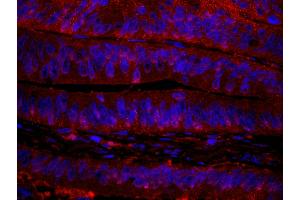 Immunofluorescence (IF) image for anti-RAN Binding Protein 1 (RANBP1) (AA 1-50) antibody (ABIN7449008)
