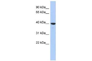 Western Blotting (WB) image for anti-Glutaredoxin 3 (GLRX3) antibody (ABIN2460082) (GLRX3 Antikörper)