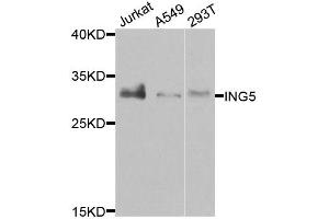 Western blot analysis of extracts of various cell lines, using ING5 antibody. (ING5 Antikörper)