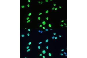 Immunofluorescence analysis of U-2 OS cells using U/U/DDX39B Polyclonal Antibody (ABIN6132226, ABIN6139492, ABIN6139493 and ABIN6224384) at dilution of 1:100 (40x lens). (DDX39B Antikörper  (AA 319-428))