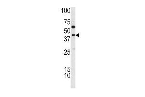 Western blot analysis of TDG antibody (C-term) (ABIN390560 and ABIN2840891) in K562 cell line lysates (35 μg/lane). (TDG Antikörper  (C-Term))