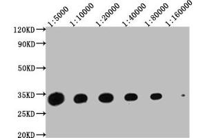 Western Blot Positive WB detected in: Hela whole cell lysate at 20 μg, 10 μg, 5 μg, 2. (14-3-3 zeta Antikörper  (AA 133-212))