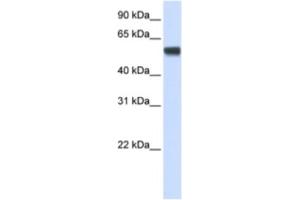 Western Blotting (WB) image for anti-Splicing Factor 3a, Subunit 3, 60kDa (SF3A3) antibody (ABIN2462228) (SF3A3 Antikörper)