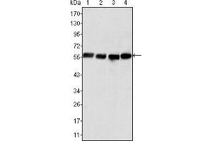Western blot analysis using Vimentin mouse mAb against Hela (1), COS (2), HEK293 (3) and U20S (4) cell lysate. (Vimentin Antikörper  (AA 2-466))