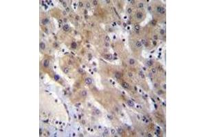 Immunohistochemistry analysis in formalin fixed and paraffin embedded (FFPE) human liver tissue using FGL1 Antibody (C-term) followed by peroxidase conjugation of the secondary antibody and DAB staining.