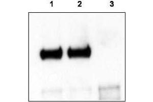 Mouse cortex lysate was immunoprecipitated with anti-TrkCT1 antibody and further blotted with affinity purified anti-TrkCT1. (TRKCT1 (C-Term) Antikörper)