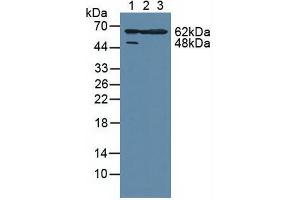 Figure. (MAPKAP Kinase 2 Antikörper  (AA 139-367))