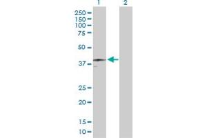 Western Blot analysis of HFE expression in transfected 293T cell line by HFE MaxPab polyclonal antibody. (HFE Antikörper  (AA 1-348))