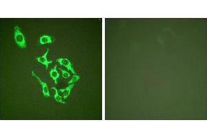 Peptide - +Immunofluorescence analysis of HepG2 cells, using HSP60 antibody (#C0233). (HSPD1 Antikörper)