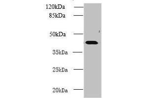 Western blot All lanes: NME7 antibody at 12 μg/mL + Mouse liver tissue Secondary Goat polyclonal to rabbit IgG at 1/10000 dilution Predicted band size: 43, 39 kDa Observed band size: 43 kDa (NME7 Antikörper  (AA 1-150))