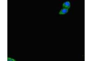 Immunofluorescent analysis of HepG2 cells using ABIN7159837 at dilution of 1:100 and Alexa Fluor 488-congugated AffiniPure Goat Anti-Rabbit IgG(H+L) (PLD6 Antikörper  (AA 1-252))