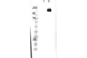 Western Blot of Rabbit Anti-Cas9 Antibody - Western Blot of Rabbit Anti-Cas9 Antibody. (CRISPR-Cas9 (C-Term) Antikörper (DyLight 488))