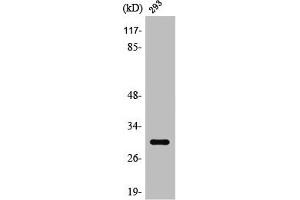 Western Blot analysis of 293 cells using Rab 34 Polyclonal Antibody