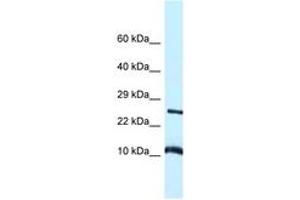 Image no. 1 for anti-Vesicle-Associated Membrane Protein 8 (Endobrevin) (VAMP8) (AA 30-79) antibody (ABIN6747343) (VAMP8 Antikörper  (AA 30-79))