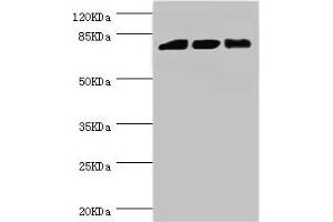Western blot All lanes: DGKA antibody at 6. (DGKA Antikörper  (AA 1-200))