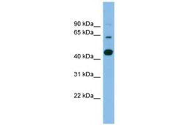 TMEM195 antibody  (AA 143-192)
