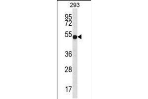 Western blot analysis in 293 cell line lysates (35ug/lane). (ATP6V1B1 Antikörper  (C-Term))