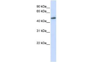 RNMT antibody used at 1 ug/ml to detect target protein.