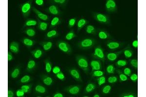 Immunofluorescence analysis of A549 cells using POLR2J antibody. (POLR2J Antikörper)