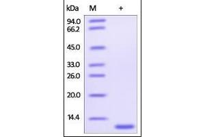 Glutaredoxin 1 (GRX1) (AA 1-106) protein (His tag)