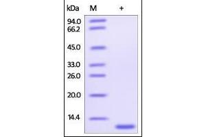 Human Glutaredoxin 1, His Tag on SDS-PAGE under reducing (R) condition.