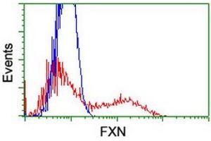 HEK293T cells transfected with either RC204880 overexpress plasmid (Red) or empty vector control plasmid (Blue) were immunostained by anti-FXN antibody (ABIN2455528), and then analyzed by flow cytometry. (Frataxin Antikörper)