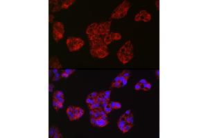Immunofluorescence analysis of HepG2 cells using Leptin Receptor Rabbit pAb (ABIN3017145, ABIN3017146, ABIN3017147 and ABIN6219976) at dilution of 1:50 (40x lens). (Leptin Receptor Antikörper)