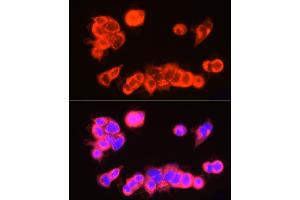 Immunofluorescence analysis of MCF7 cells using USP18 Rabbit pAb (ABIN7271145) at dilution of 1:250 (40x lens). (USP18 Antikörper  (AA 200-300))