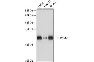 Western blot analysis of extracts of various cell lines, using TOMM22 antibody (ABIN7270931) at 1:3000 dilution. (TOMM22 Antikörper  (AA 1-83))