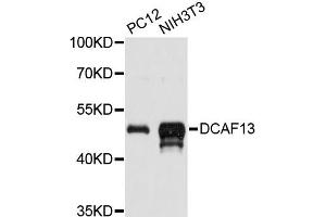 Western blot analysis of extracts of various cell lines, using DCAF13 antibody (ABIN6292434) at 1:3000 dilution. (DCAF13 Antikörper)