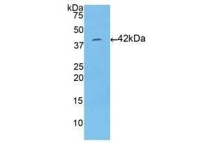 Detection of Recombinant HIST1H2AA, Human using Polyclonal Antibody to Histone Cluster 1, H2aa (HIST1H2AA) (HIST1H2AA Antikörper  (AA 2-131))