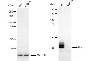 Western blotting analysis using Bmi1 antibody (ABIN7797772). (Rekombinanter BMI1 Antikörper)