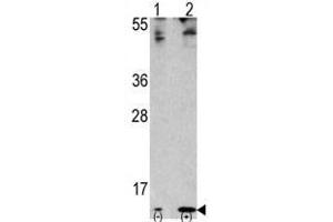 Image no. 2 for anti-Finkel-Biskis-Reilly Murine Sarcoma Virus (FBR-MuSV) Ubiquitously Expressed (FAU) (C-Term) antibody (ABIN357136) (FAU Antikörper  (C-Term))