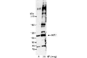 Western Blotting (WB) image for anti-Integrator Complex Subunit 7 (INTS7) (AA 850-900) antibody (ABIN7449405) (INTS7 Antikörper  (AA 850-900))