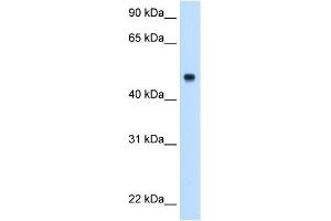 Complement C8b antibody used at 0. (C8B Antikörper  (Middle Region))