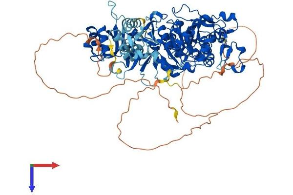 NSUN2 Protein (AA 1-767) (His tag)