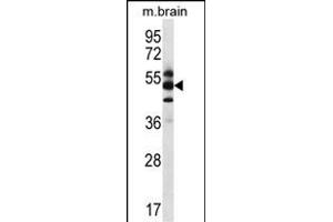 GPS1 Antibody (Center) (ABIN656634 and ABIN2845879) western blot analysis in mouse brain tissue lysates (35 μg/lane). (GPS1 Antikörper  (AA 141-170))