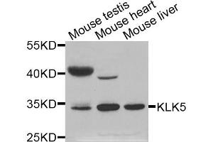 Western blot analysis of extracts of various cell lines, using KLK5 antibody (ABIN5971539) at 1:400 dilution. (Kallikrein 5 Antikörper)