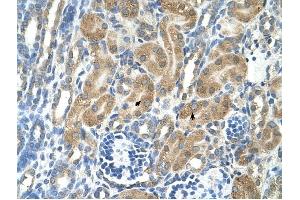 PARL antibody was used for immunohistochemistry at a concentration of 4-8 ug/ml to stain Epithelial cells of renal tubule (arrows) in Human Kidney.