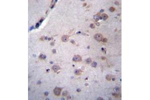 Immunohistochemistry analysis in formalin fixed and paraffin embedded human brain tissue reacted with NDUFAF4 Antibody (N-term) followed which was peroxidase conjugated to the secondary antibody and followed by DAB staining.