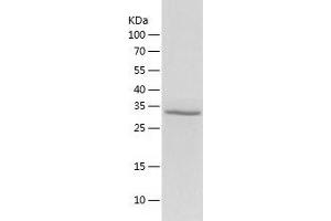 Western Blotting (WB) image for Aminoadipate-Semialdehyde Dehydrogenase-phosphopantetheinyl Transferase (AASDHPPT) (AA 14-309) protein (His tag) (ABIN7121812)