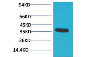 Western Blotting (WB) image for anti-Glyceraldehyde-3-Phosphate Dehydrogenase (GAPDH) antibody (ABIN3179111) (GAPDH Antikörper)