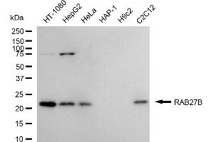 Western blotting analysis using RAB27B antibody (ABIN7800094).