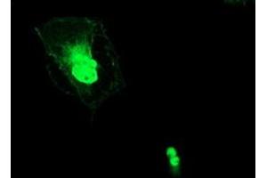 Anti-ERCC1 mouse monoclonal antibody (ABIN2455549) immunofluorescent staining of COS7 cells transiently transfected by pCMV6-ENTRY ERCC1 (RC200478). (ERCC1 Antikörper)