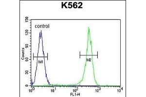 CRFR2 Antibody (D35) (ABIN655389 and ABIN2844937) flow cytometric analysis of K562 cells (right histogram) compared to a negative control cell (left histogram).
