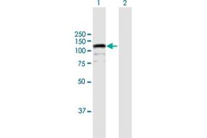 Western Blot analysis of CIZ1 expression in transfected 293T cell line by CIZ1 MaxPab polyclonal antibody.