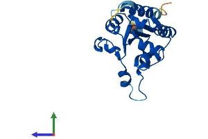 PPCDC Protein (AA 1-204) (His tag)