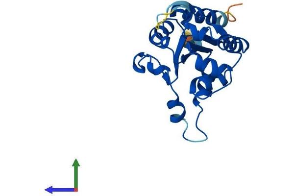 PPCDC Protein (AA 1-204) (His tag)